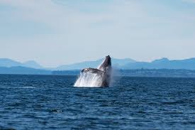 voyage nouvelle calédonie - sejour - circuit - excursion baleines
